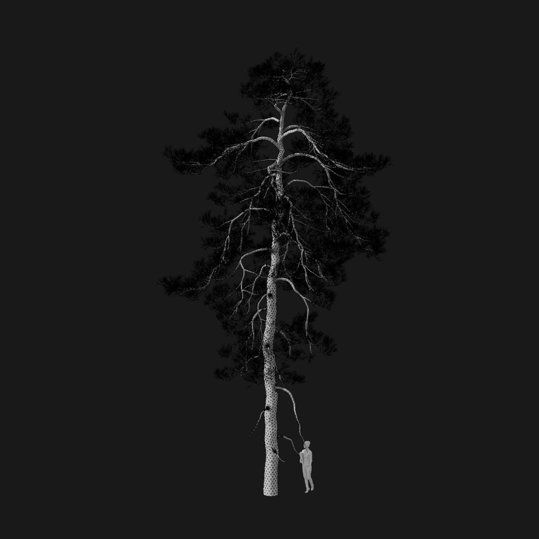 3D model Real Trees I https://p.turbosquid.com/ts-thumb/Ij/Jk2K9a/BH/vppinussylvestrisv4wire/jpg/1684780982/1920x1080/fit_q87/3e9ba582b7bc8e7a74873e4912a593539b502443/vppinussylvestrisv4wire.jpg