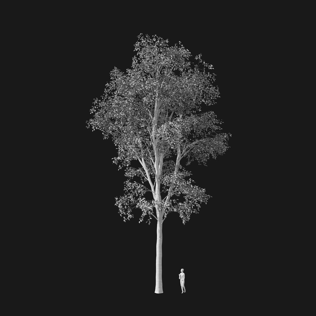 3D model Real Trees I https://p.turbosquid.com/ts-thumb/Ij/Jk2K9a/Cy/vpquercosalienav1wire/jpg/1684780983/1920x1080/fit_q87/b3b2138444232fe87c95ef2a498084a5236da716/vpquercosalienav1wire.jpg