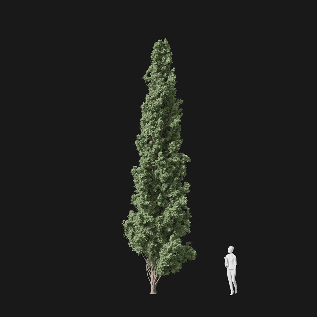 3D model Real Trees I https://p.turbosquid.com/ts-thumb/Ij/Jk2K9a/FC/vpquercusroburv1/jpg/1684780987/1920x1080/fit_q87/172f9ad5d2b26dca78e6070d96d0828d8bd1d88f/vpquercusroburv1.jpg