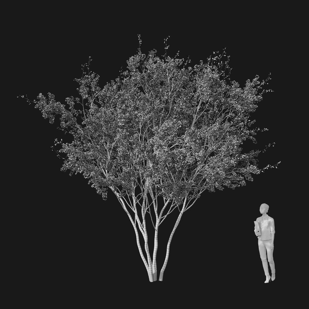 3D model Real Trees I https://p.turbosquid.com/ts-thumb/Ij/Jk2K9a/FH/vpcherryblossomv1wire/jpg/1684780947/1920x1080/fit_q87/0c7aa666ee2b747c3536096efad5225bd5c49ee9/vpcherryblossomv1wire.jpg