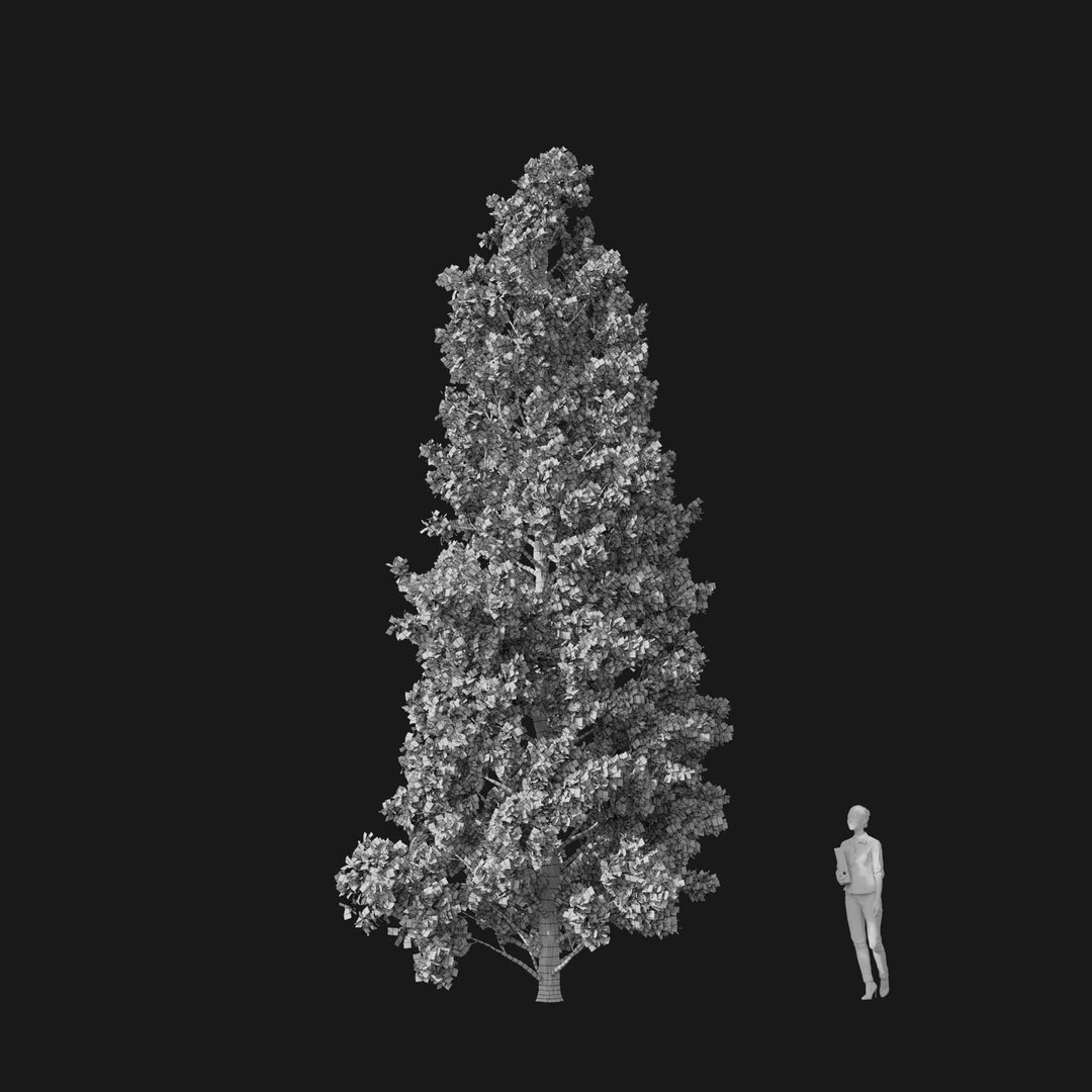3D model Real Trees I https://p.turbosquid.com/ts-thumb/Ij/Jk2K9a/FQ/vpquercusroburv2wire/jpg/1684780988/1920x1080/fit_q87/3ef34b29c12d8a4b2e38ab041c41a405548c0b89/vpquercusroburv2wire.jpg