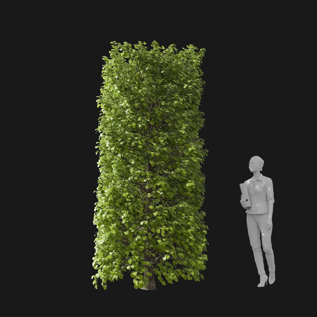3D model Real Trees I https://p.turbosquid.com/ts-thumb/Ij/Jk2K9a/GI/vphornbeamv3/jpg/1684780957/1920x1080/fit_q87/66ccaf4dc8889fb53495b17ade3df0b5c8415dd9/vphornbeamv3.jpg