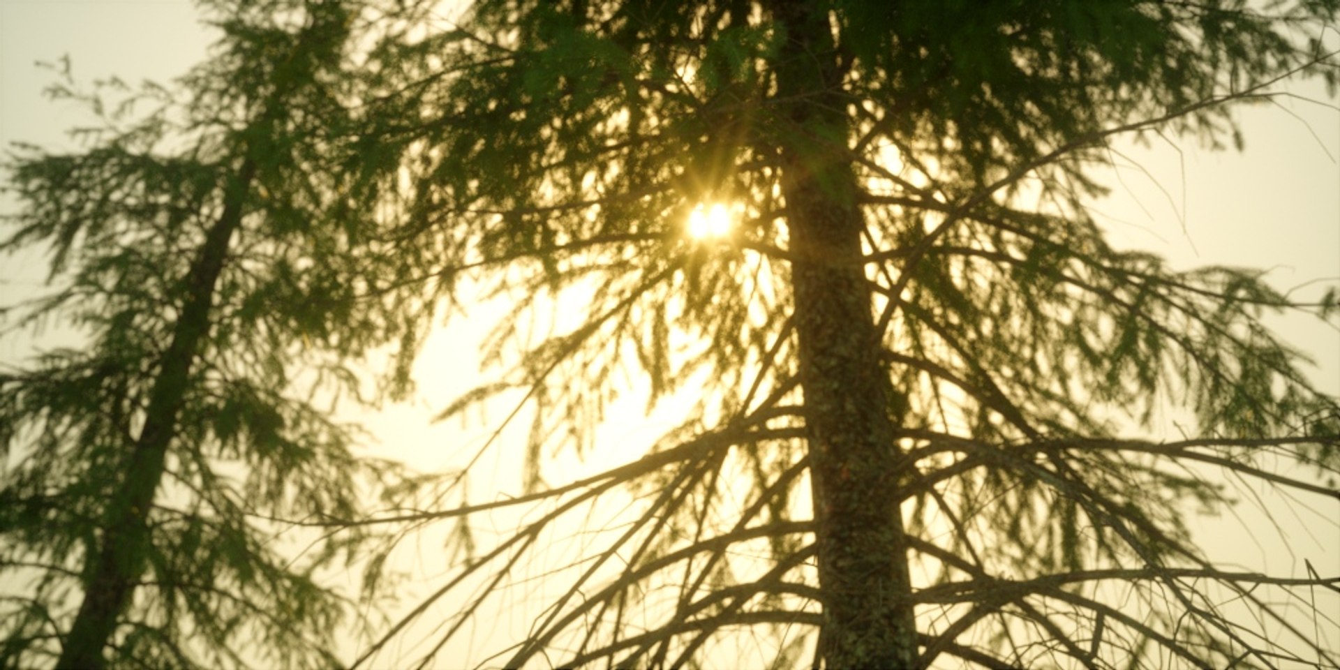 3D model Real Trees I https://p.turbosquid.com/ts-thumb/Ij/Jk2K9a/GW/piceaabiestest01/jpg/1684780518/1920x1080/fit_q87/e450c9b72d015f4117cbf4018503e5818a3c5861/piceaabiestest01.jpg