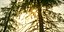 Real Trees I