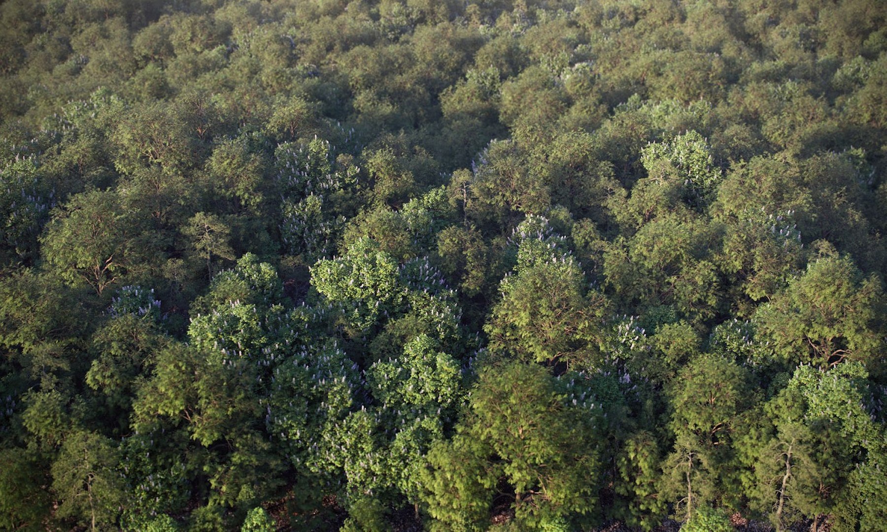 3D model Real Trees I https://p.turbosquid.com/ts-thumb/Ij/Jk2K9a/Gc/vprealforestleaves011920/jpeg/1685127754/1920x1080/fit_q87/bc4471b1776fa6ea39e6f6a971f2c8bc61e671d6/vprealforestleaves011920.jpg