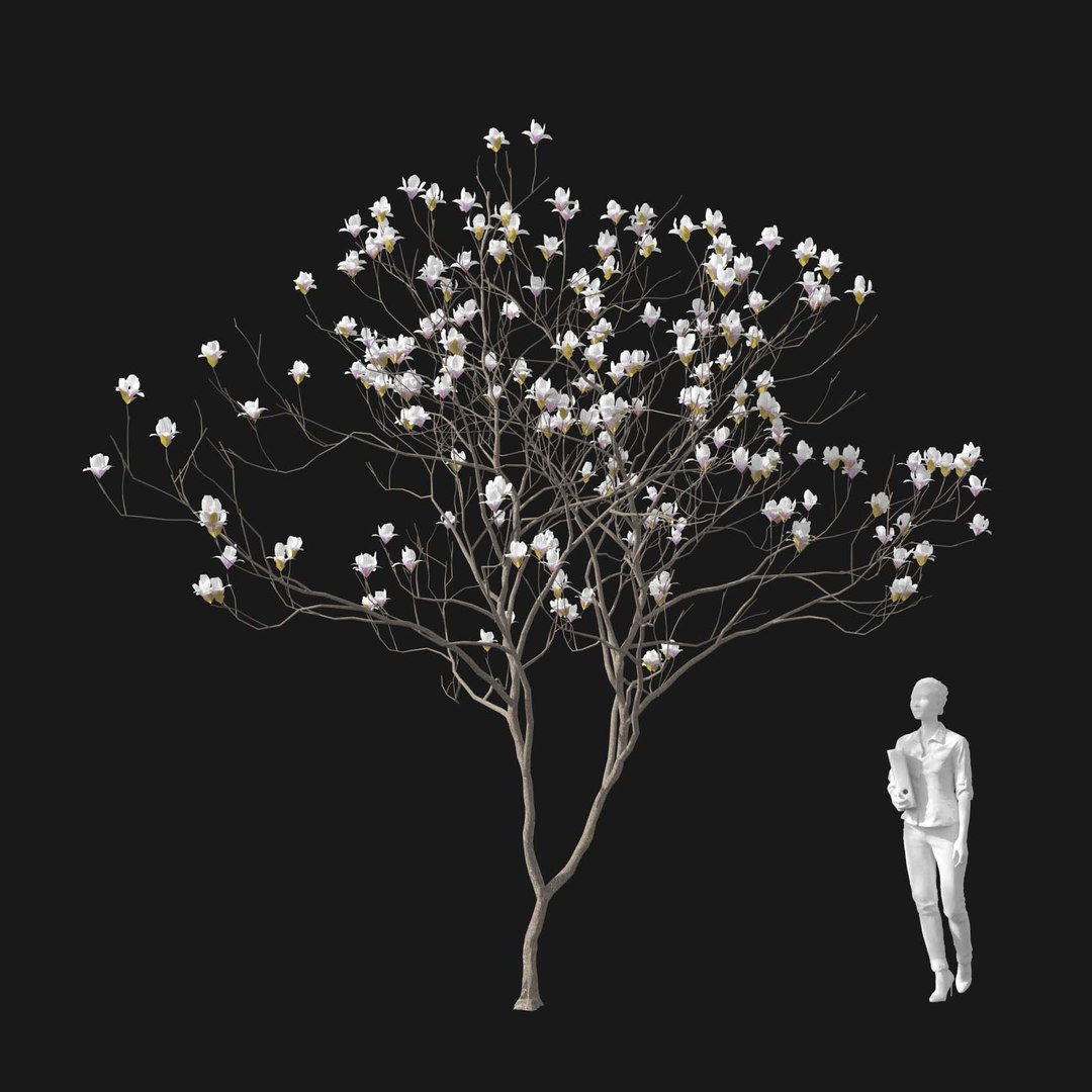 3D model Real Trees I https://p.turbosquid.com/ts-thumb/Ij/Jk2K9a/Gp/vpmagnoliav4/jpg/1684780963/1920x1080/fit_q87/0f2035a014a17c946968c80c84d674a01db09df4/vpmagnoliav4.jpg