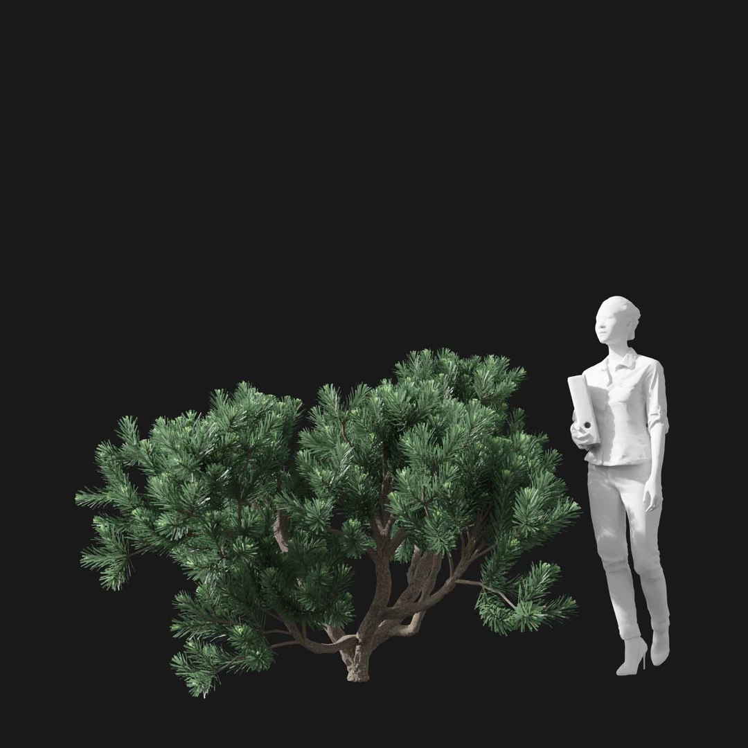 3D model Real Trees I https://p.turbosquid.com/ts-thumb/Ij/Jk2K9a/HI/vppinusmugov4/jpg/1684780974/1920x1080/fit_q87/effca1ec7c31f09a7887c7e0a06ebbef3243ff87/vppinusmugov4.jpg