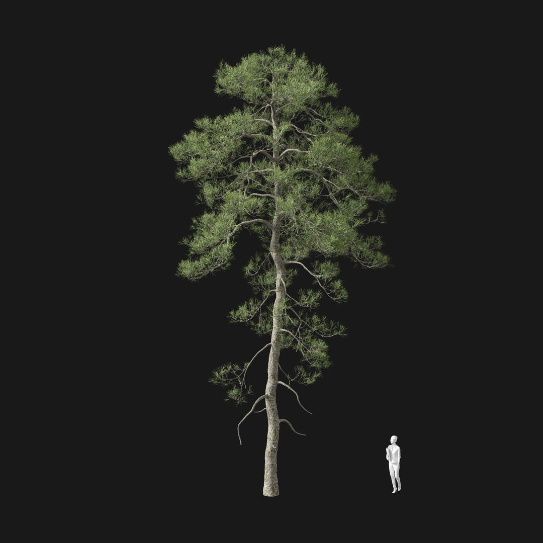 3D model Real Trees I https://p.turbosquid.com/ts-thumb/Ij/Jk2K9a/Hv/vppinussylvestrisv3/jpg/1684780981/1920x1080/fit_q87/b337860911b35c0d17c602c19e1c87e8cc55fe5c/vppinussylvestrisv3.jpg