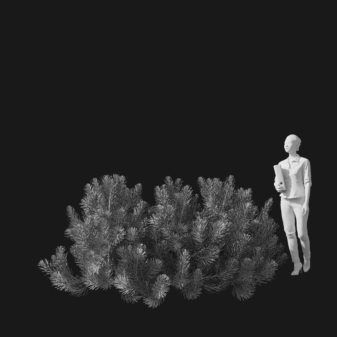 3D model Real Trees I https://p.turbosquid.com/ts-thumb/Ij/Jk2K9a/IQ/vppinusmugov2wire/jpg/1684780972/1920x1080/fit_q87/b77ad8fca74cc0c16ae3064d03a002f9bc228492/vppinusmugov2wire.jpg