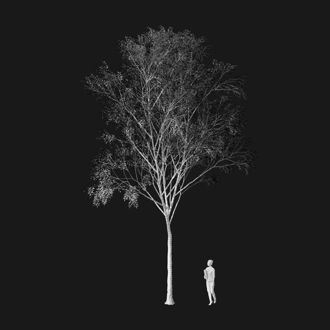 3D model Real Trees I https://p.turbosquid.com/ts-thumb/Ij/Jk2K9a/Id/vpfraxinusexcelsiorv1wire/jpg/1684780951/1920x1080/fit_q87/521ea760cddc8af9cb5ff874605d14768865d378/vpfraxinusexcelsiorv1wire.jpg