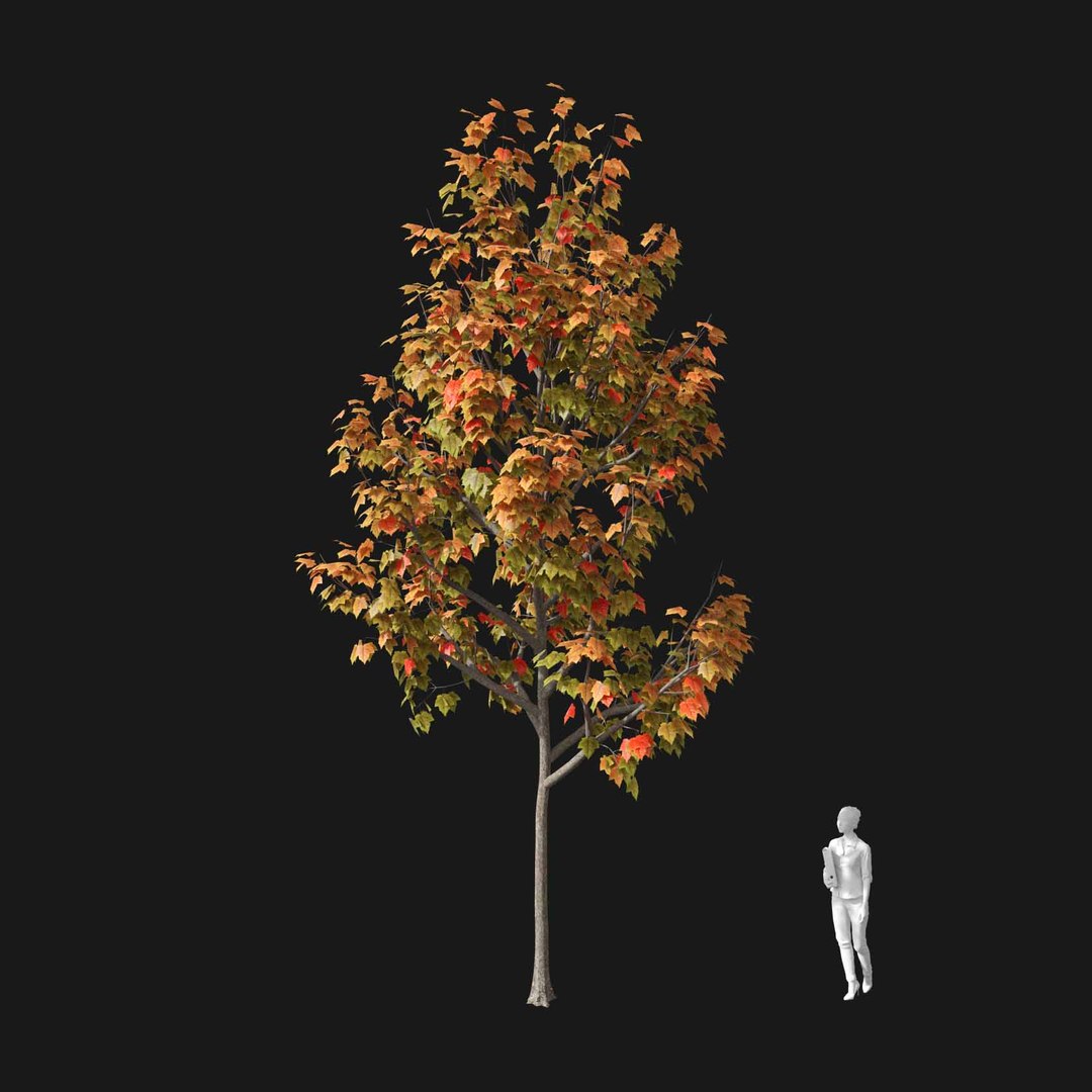 3D model Real Trees I https://p.turbosquid.com/ts-thumb/Ij/Jk2K9a/Iy/vpacerrubrumv3/jpg/1684780938/1920x1080/fit_q87/98daceab01fb38def1c95150d9f25c319a093605/vpacerrubrumv3.jpg
