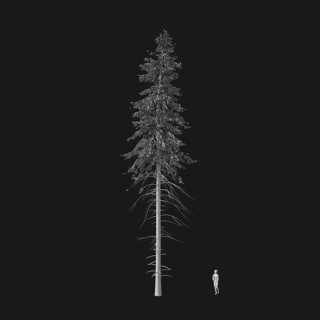 3D model Real Trees I https://p.turbosquid.com/ts-thumb/Ij/Jk2K9a/JE/vppiceaabiesv4wire/jpg/1684780970/1920x1080/fit_q87/acc40fc6c8e3379856939baabec1239484ab5b23/vppiceaabiesv4wire.jpg