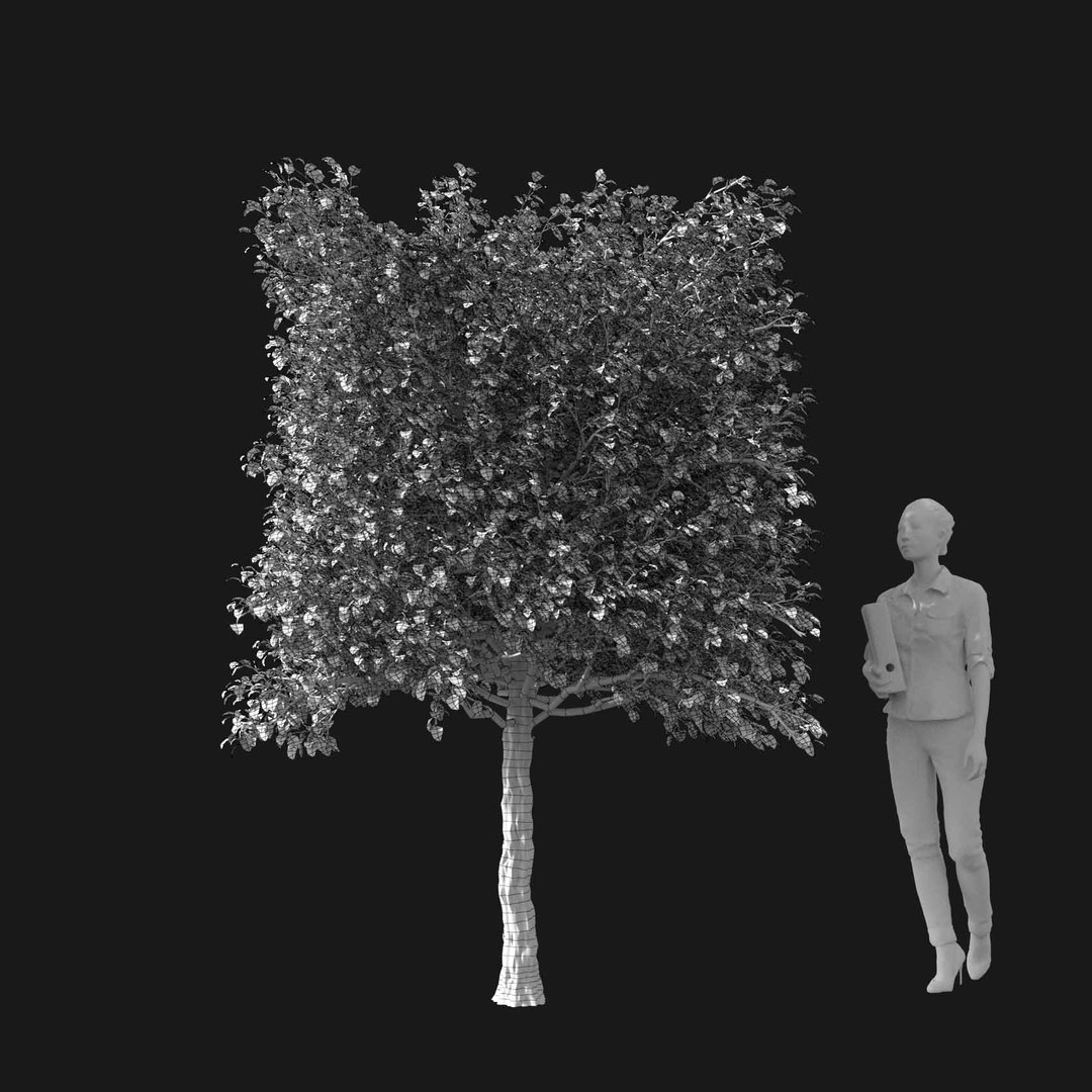 3D model Real Trees I https://p.turbosquid.com/ts-thumb/Ij/Jk2K9a/JV/vphornbeamv2wire/jpg/1684780956/1920x1080/fit_q87/824e132a1dac5f34f82c4616efbcfdb13dea8408/vphornbeamv2wire.jpg