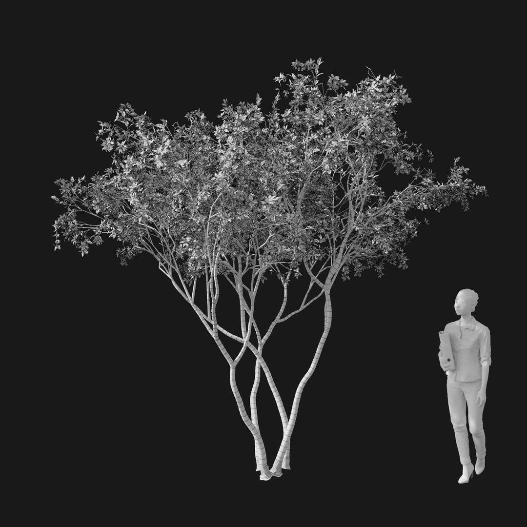 3D model Real Trees I https://p.turbosquid.com/ts-thumb/Ij/Jk2K9a/KI/vpmalusv1wire/jpg/1684780963/1920x1080/fit_q87/51f7e83720fb1717d0a2d027eac5dc6e4027d170/vpmalusv1wire.jpg