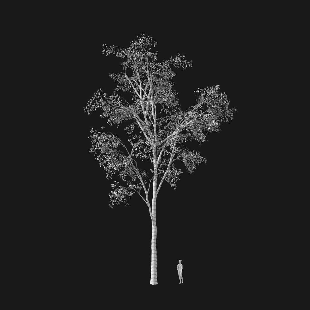 3D model Real Trees I https://p.turbosquid.com/ts-thumb/Ij/Jk2K9a/Km/vpquercosalienav2wire/jpg/1684780984/1920x1080/fit_q87/b2912f806b1f1882166f2cbd4bd82af0d1944ff6/vpquercosalienav2wire.jpg