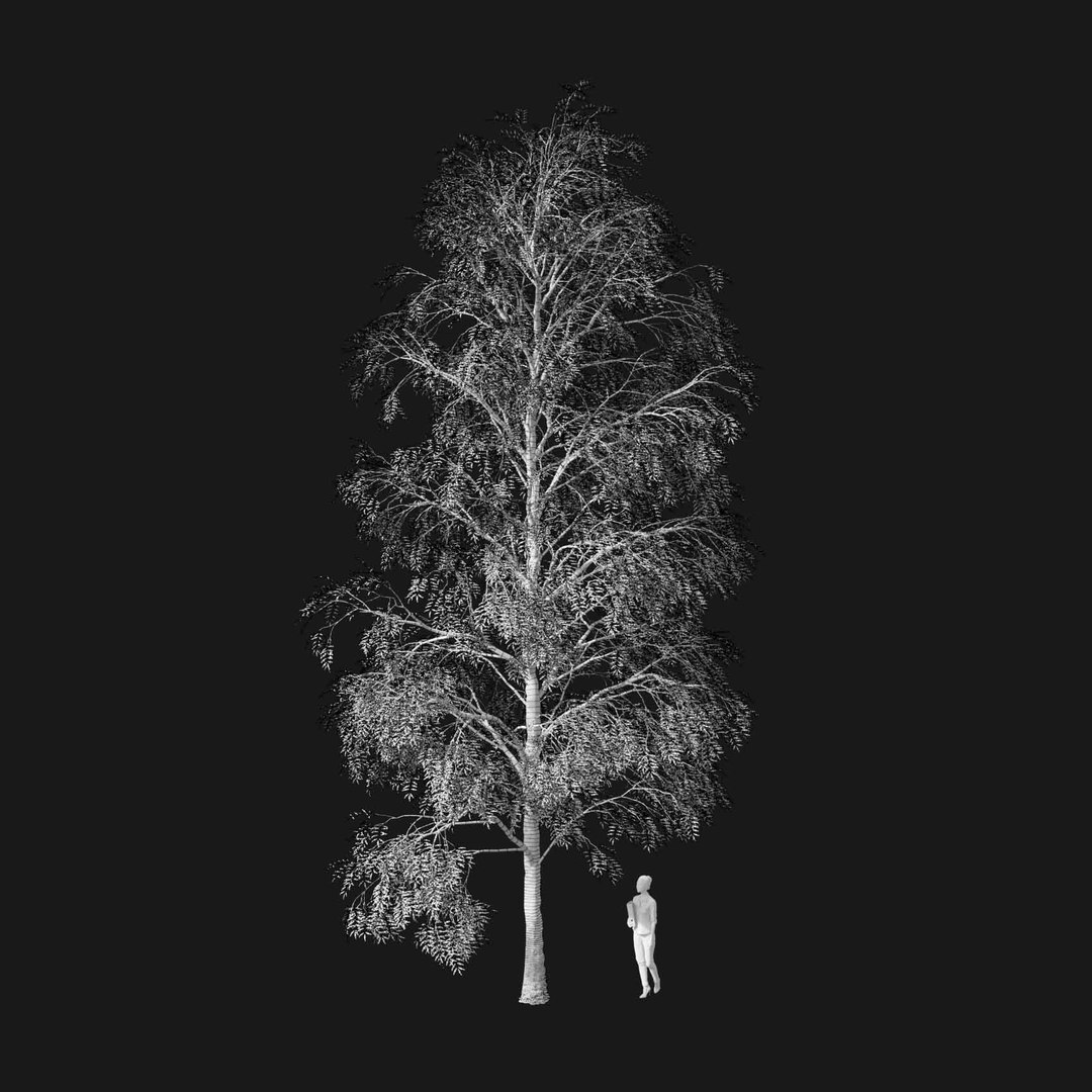 3D model Real Trees I https://p.turbosquid.com/ts-thumb/Ij/Jk2K9a/Lk/vpfraxinusexcelsiorv3wire/jpg/1684780953/1920x1080/fit_q87/fd4bbd4e07ab0fd1281b2337128f2a7cb61075bd/vpfraxinusexcelsiorv3wire.jpg