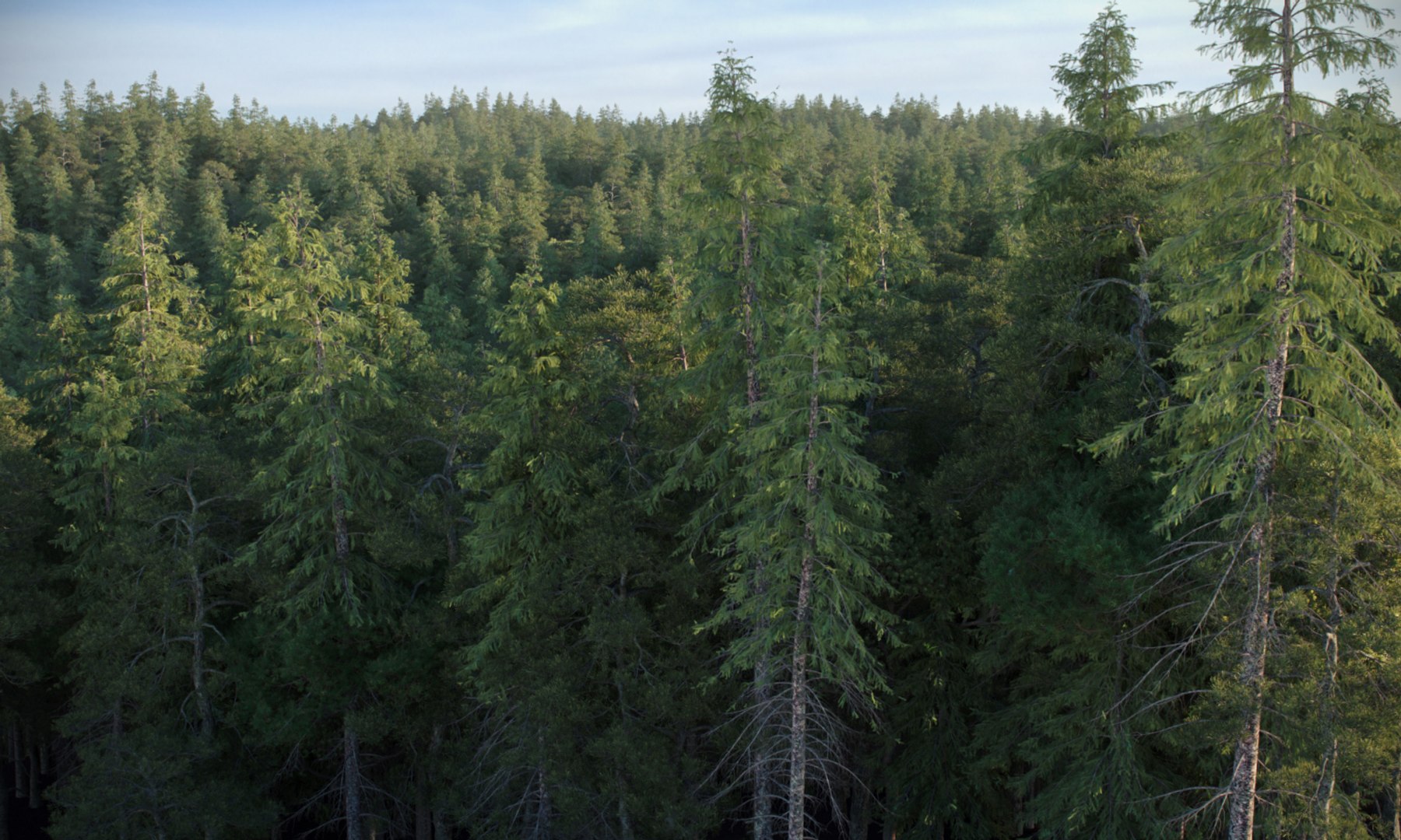 3D model Real Trees I https://p.turbosquid.com/ts-thumb/Ij/Jk2K9a/NM/vprealforestneedle01edit1500x900/jpg/1684780527/1920x1080/fit_q87/8d5aa5c15ea22ff947bb1155db23d924a5708ddf/vprealforestneedle01edit1500x900.jpg