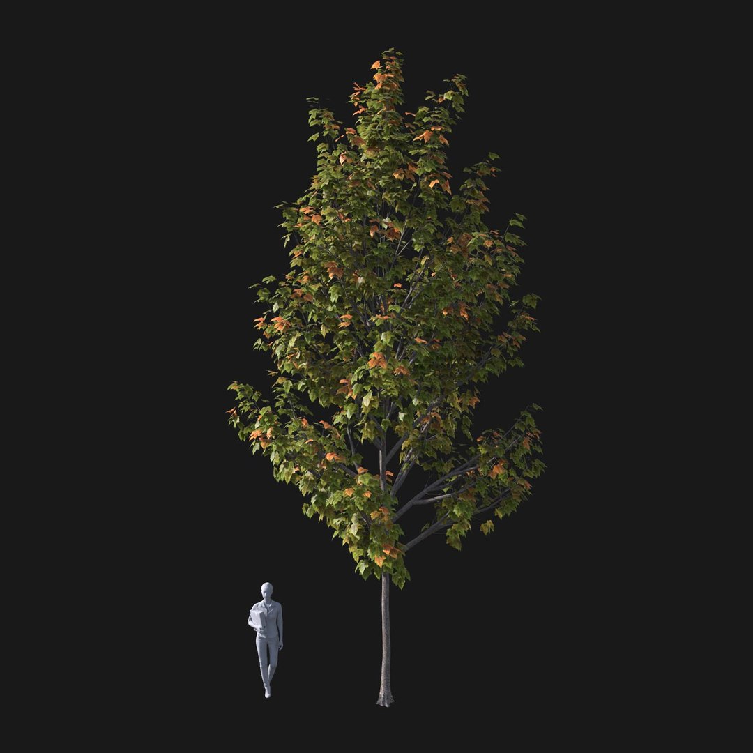 3D model Real Trees I https://p.turbosquid.com/ts-thumb/Ij/Jk2K9a/O7/vpredmaplev4/jpg/1684780992/1920x1080/fit_q87/4854f9e11e99fea42966c01f530df895deef4c5c/vpredmaplev4.jpg