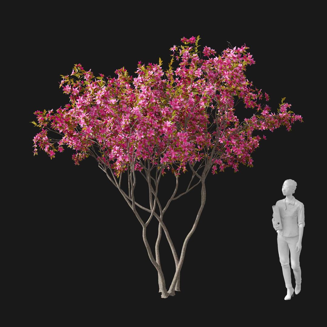 3D model Real Trees I https://p.turbosquid.com/ts-thumb/Ij/Jk2K9a/OK/vpmalusv1/jpg/1684780963/1920x1080/fit_q87/5ae4946322269fabfa87bad57114116ff15f6e44/vpmalusv1.jpg