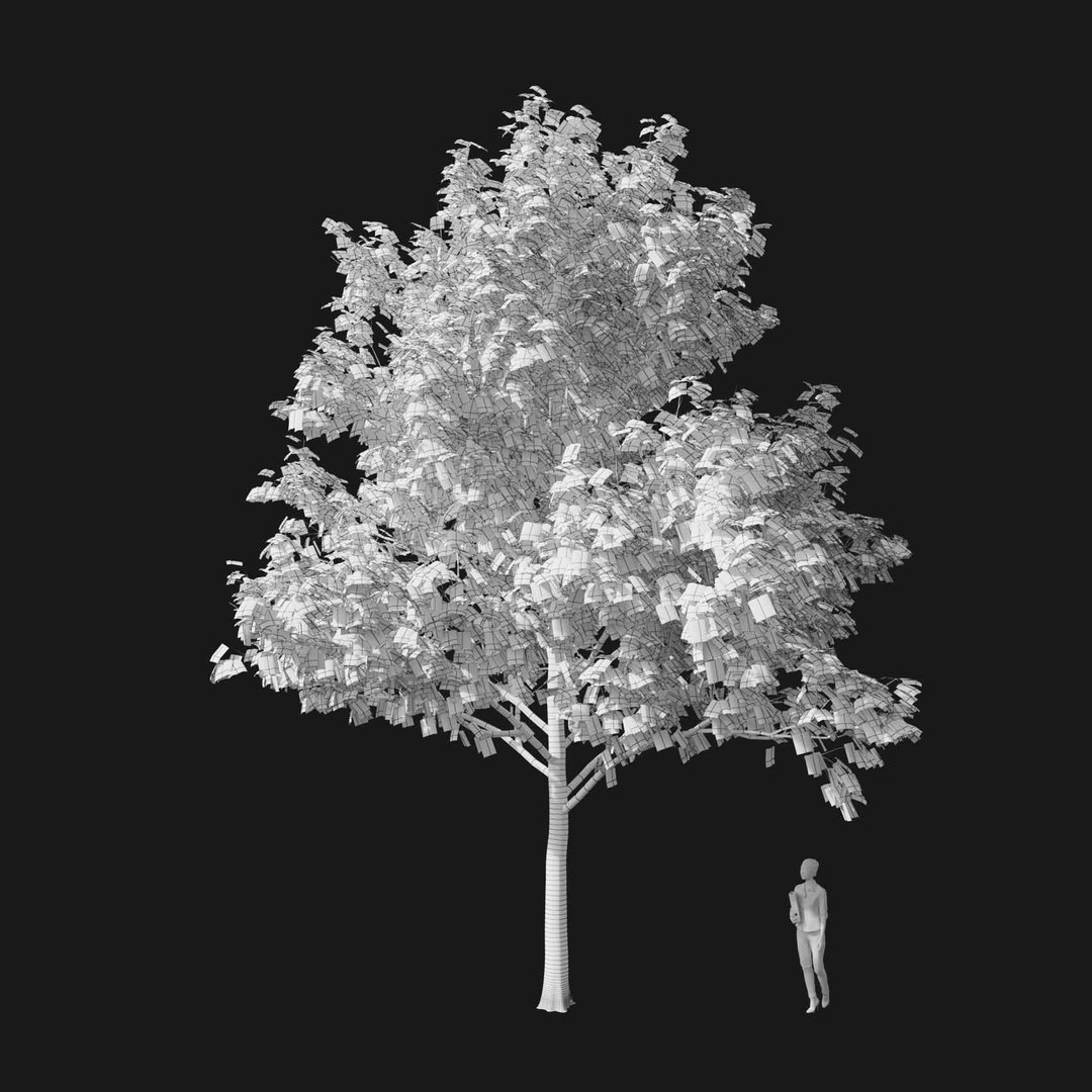 3D model Real Trees I https://p.turbosquid.com/ts-thumb/Ij/Jk2K9a/OT/vpacerrubrumv1wire/jpg/1684780935/1920x1080/fit_q87/d2bde753a93bf64fc88ff053acc96603ffe6b6b6/vpacerrubrumv1wire.jpg