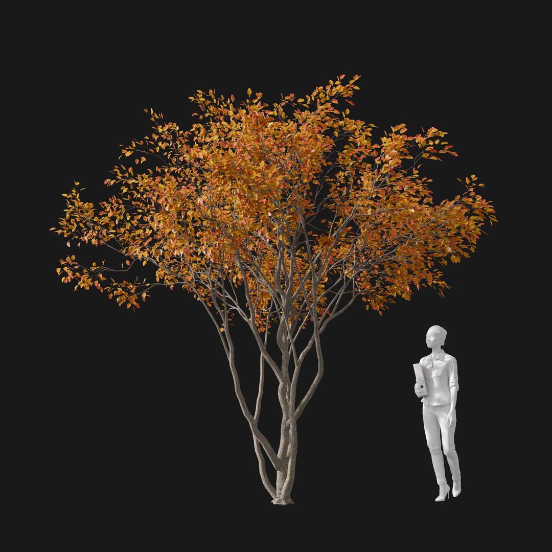 3D model Real Trees I https://p.turbosquid.com/ts-thumb/Ij/Jk2K9a/Pz/vpamelanchiercanadensisv3/jpg/1684780945/1920x1080/fit_q87/dc31e639ca01b1ec255a2ad747a005891925dc12/vpamelanchiercanadensisv3.jpg