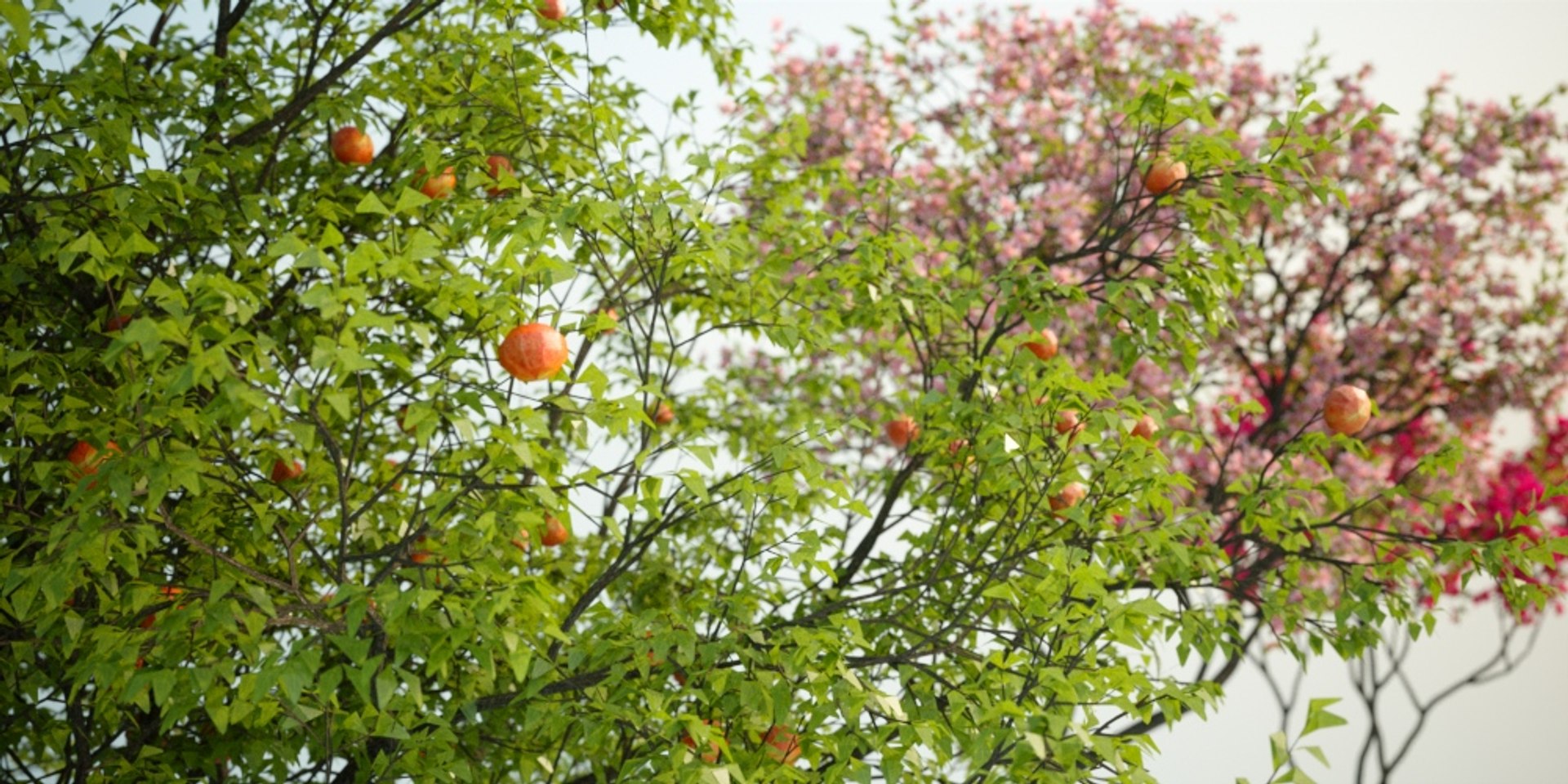 3D model Real Trees I https://p.turbosquid.com/ts-thumb/Ij/Jk2K9a/QZ/malusdomesticatest01/jpg/1684780518/1920x1080/fit_q87/601e9c0afb1b5cb1a41b27e417f40408efd2f9cb/malusdomesticatest01.jpg