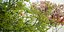 Real Trees I