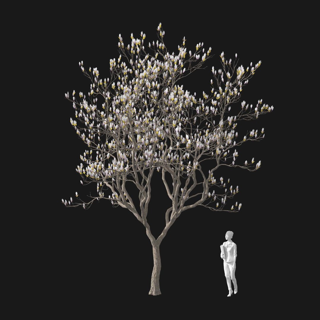 3D model Real Trees I https://p.turbosquid.com/ts-thumb/Ij/Jk2K9a/Qh/vpmagnoliav1/jpg/1684780959/1920x1080/fit_q87/551c4c1adabae21faf78be9687ba09a7ce9f728b/vpmagnoliav1.jpg