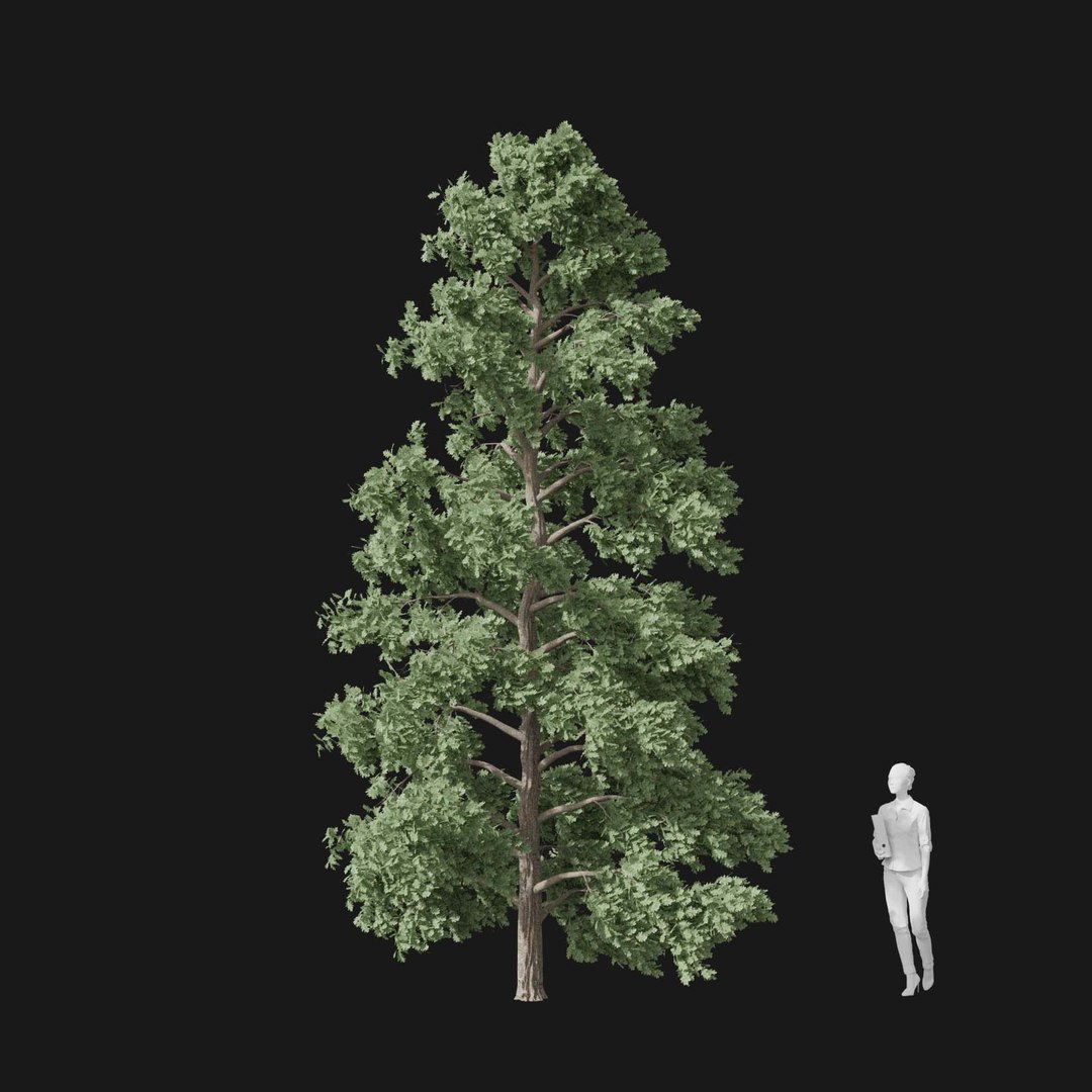 3D model Real Trees I https://p.turbosquid.com/ts-thumb/Ij/Jk2K9a/RH/vpquercusroburv3/jpg/1684780990/1920x1080/fit_q87/b228fb1413d90a74307195a48b1769c862897a5e/vpquercusroburv3.jpg