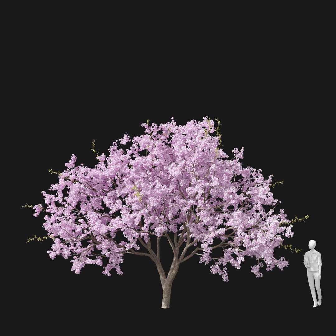3D model Real Trees I https://p.turbosquid.com/ts-thumb/Ij/Jk2K9a/Rj/vpcherryblossomv3/jpg/1684780949/1920x1080/fit_q87/4fada76ccf076a41a2d1752d2415efd955671ab9/vpcherryblossomv3.jpg