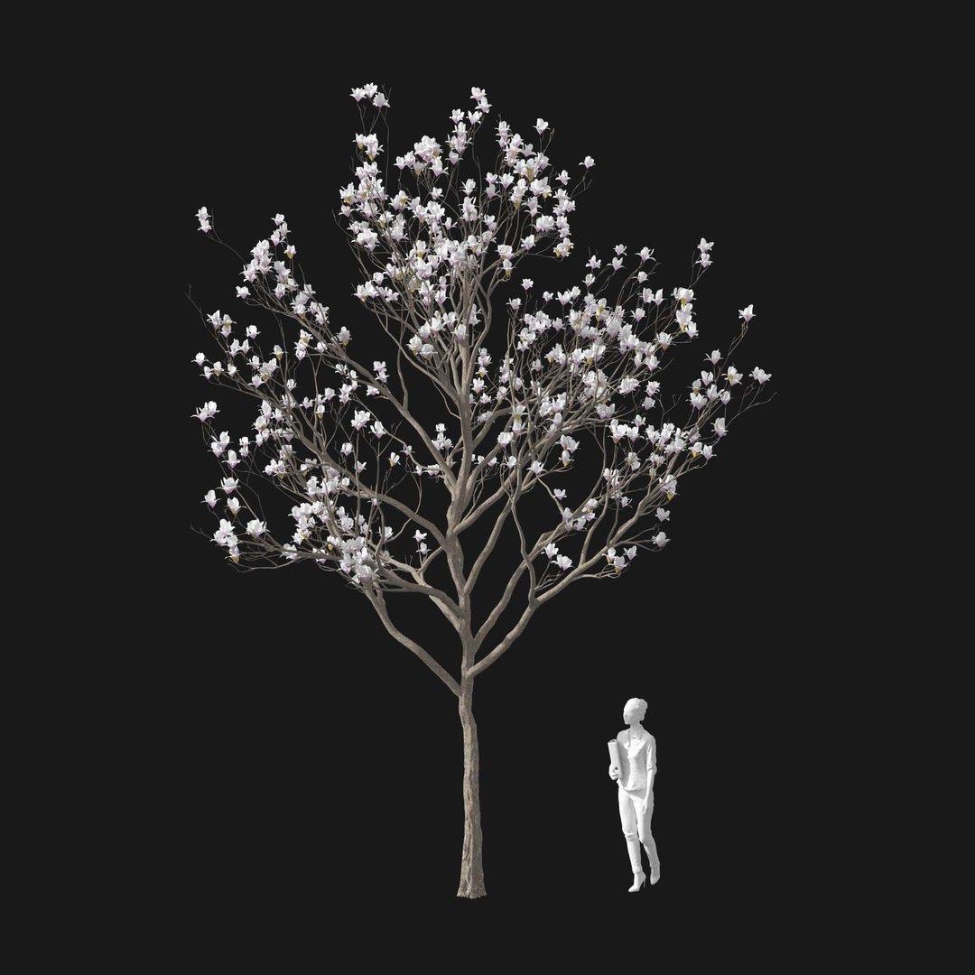 3D model Real Trees I https://p.turbosquid.com/ts-thumb/Ij/Jk2K9a/Rq/vpmagnoliav2/jpg/1684780960/1920x1080/fit_q87/3a4bcb4bb59d58b6f371e653b519a7bbf0251721/vpmagnoliav2.jpg