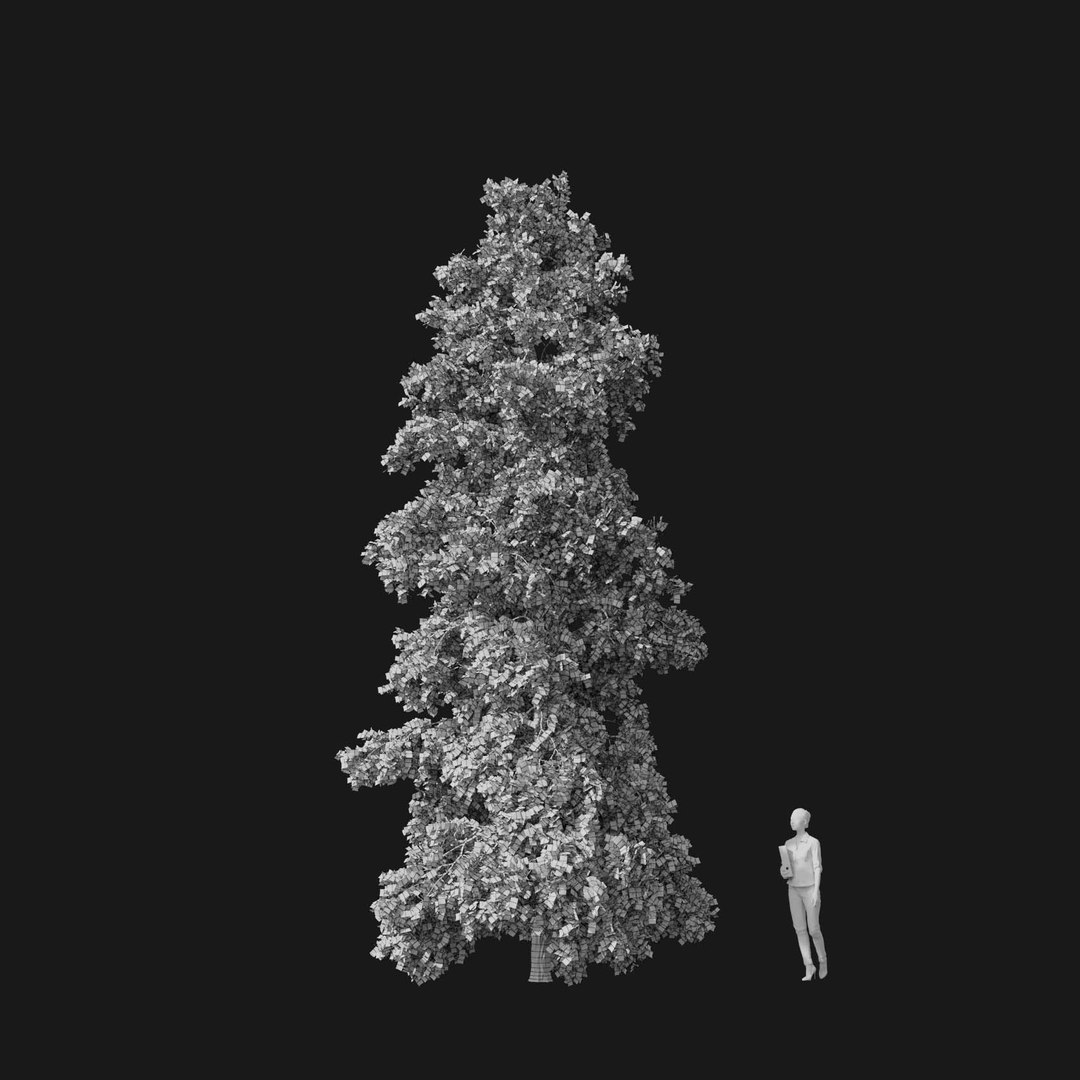3D model Real Trees I https://p.turbosquid.com/ts-thumb/Ij/Jk2K9a/TJ/vpquercusroburv4wire/jpg/1684780990/1920x1080/fit_q87/18ad8f234c9fea91fc6744e7309159ce4d8bc45e/vpquercusroburv4wire.jpg