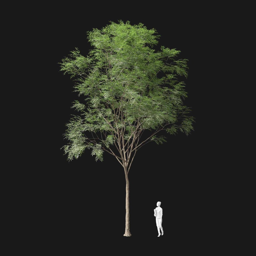 3D model Real Trees I https://p.turbosquid.com/ts-thumb/Ij/Jk2K9a/Tw/vpfraxinusexcelsiorv1/jpg/1684780951/1920x1080/fit_q87/76a80d93be8e876dd574a8679b160a1accf0704c/vpfraxinusexcelsiorv1.jpg
