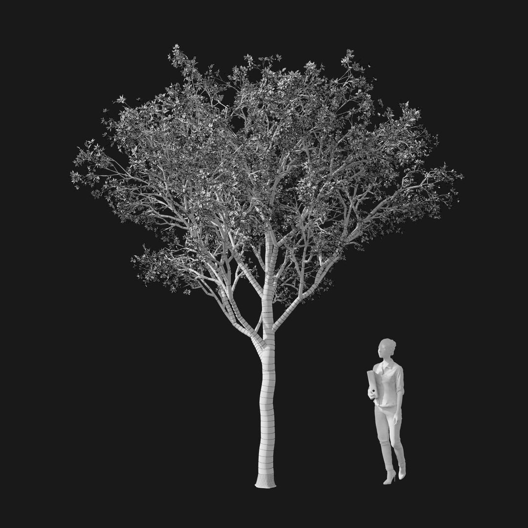 3D model Real Trees I https://p.turbosquid.com/ts-thumb/Ij/Jk2K9a/Uy/vpmalusv2wire/jpg/1684780964/1920x1080/fit_q87/ffb15d9fa05cc25559a540c5d82b34e5fb05c907/vpmalusv2wire.jpg