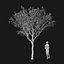 Real Trees I