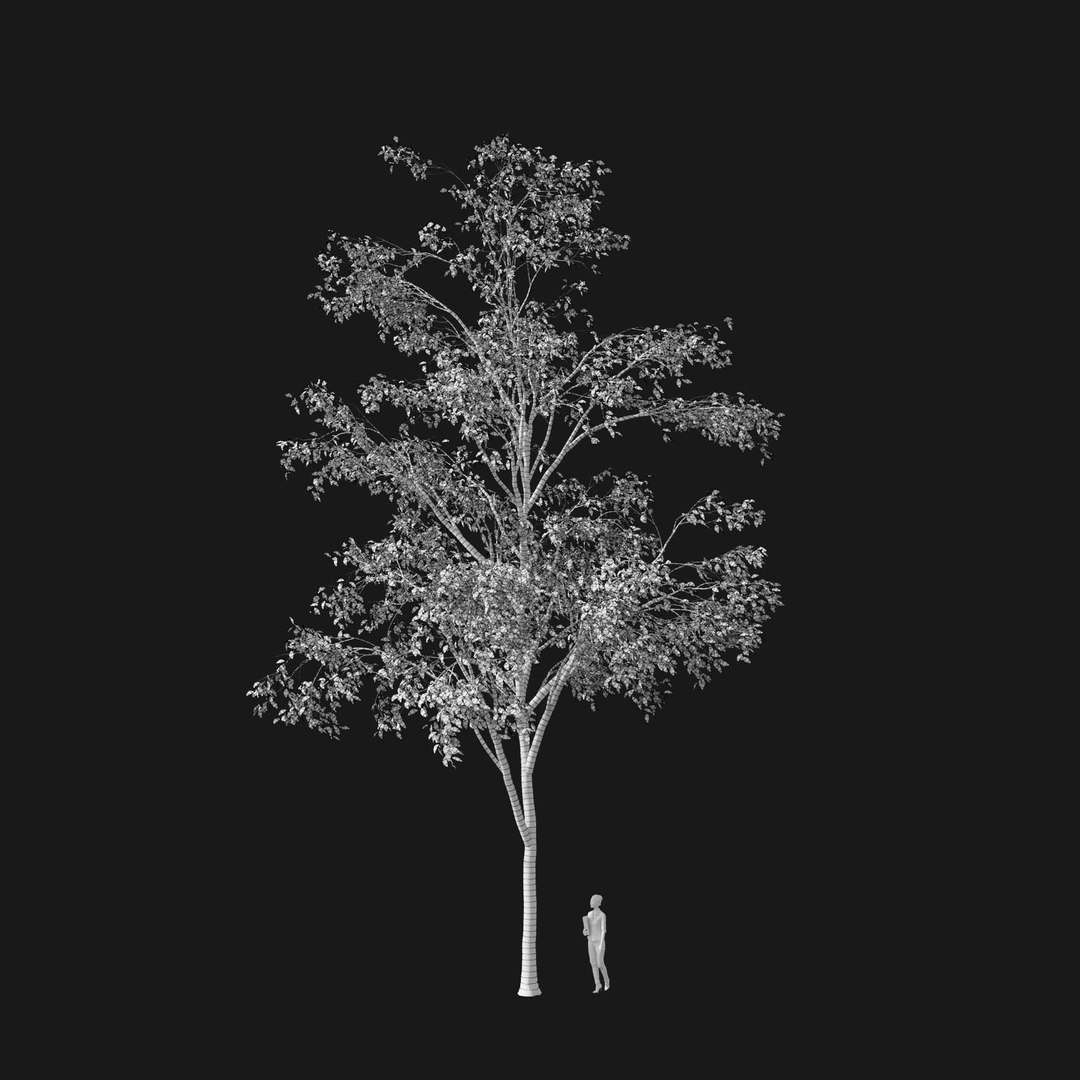 3D model Real Trees I https://p.turbosquid.com/ts-thumb/Ij/Jk2K9a/VK/vpquercosalienav4wire/jpg/1684780986/1920x1080/fit_q87/1e7d6318b3fa0a8f7e157f0373e7f9eb802199a2/vpquercosalienav4wire.jpg