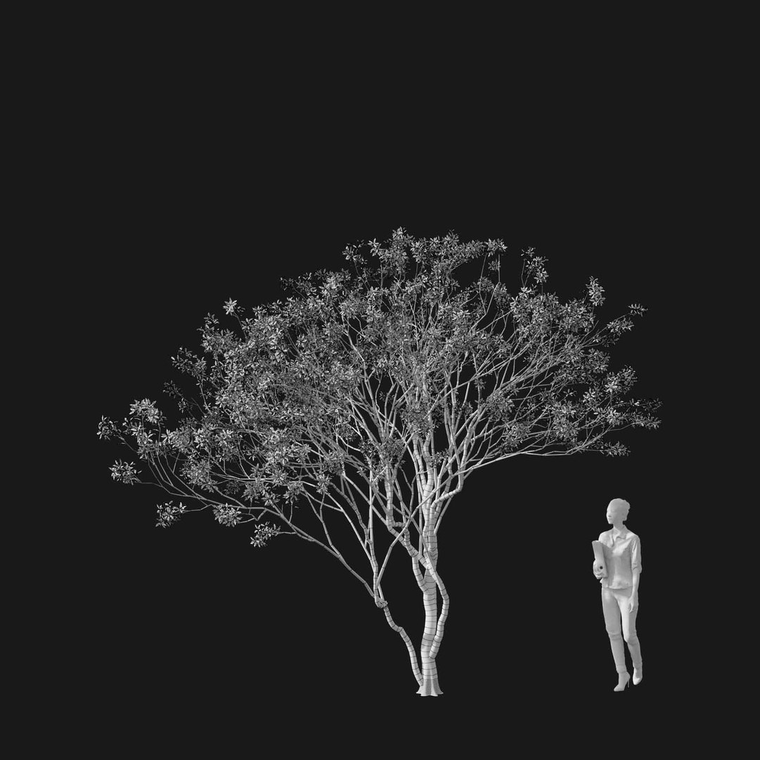 3D model Real Trees I https://p.turbosquid.com/ts-thumb/Ij/Jk2K9a/Vf/vpamelanchiercanadensisv2wire/jpg/1684780944/1920x1080/fit_q87/fcfecfa2b434dfff4cae54891edc0cca61221e1a/vpamelanchiercanadensisv2wire.jpg