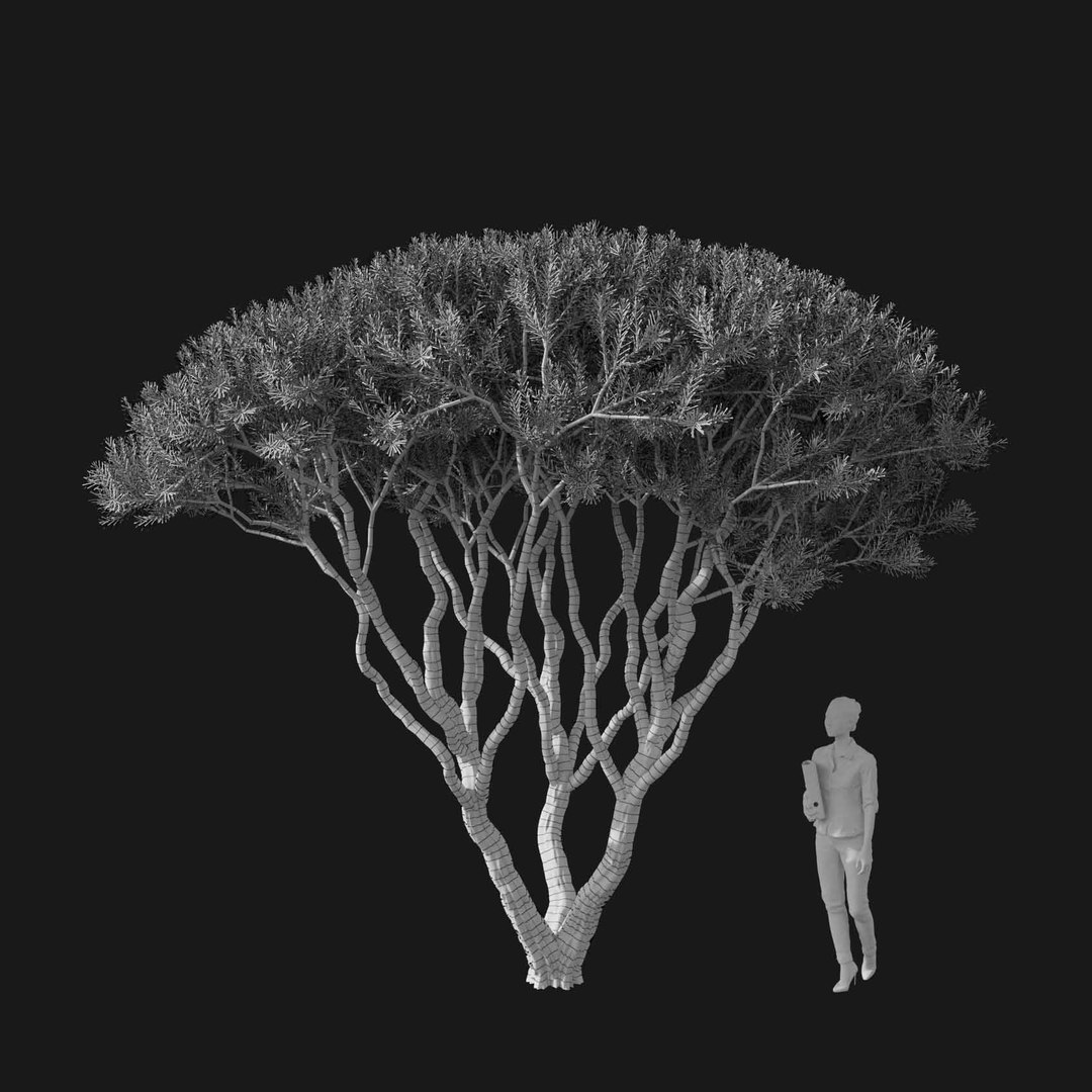 3D model Real Trees I https://p.turbosquid.com/ts-thumb/Ij/Jk2K9a/W4/vppinusmugov1wire/jpg/1684780971/1920x1080/fit_q87/b84e132989205095ea527d5cbb1379ecdf0eb066/vppinusmugov1wire.jpg