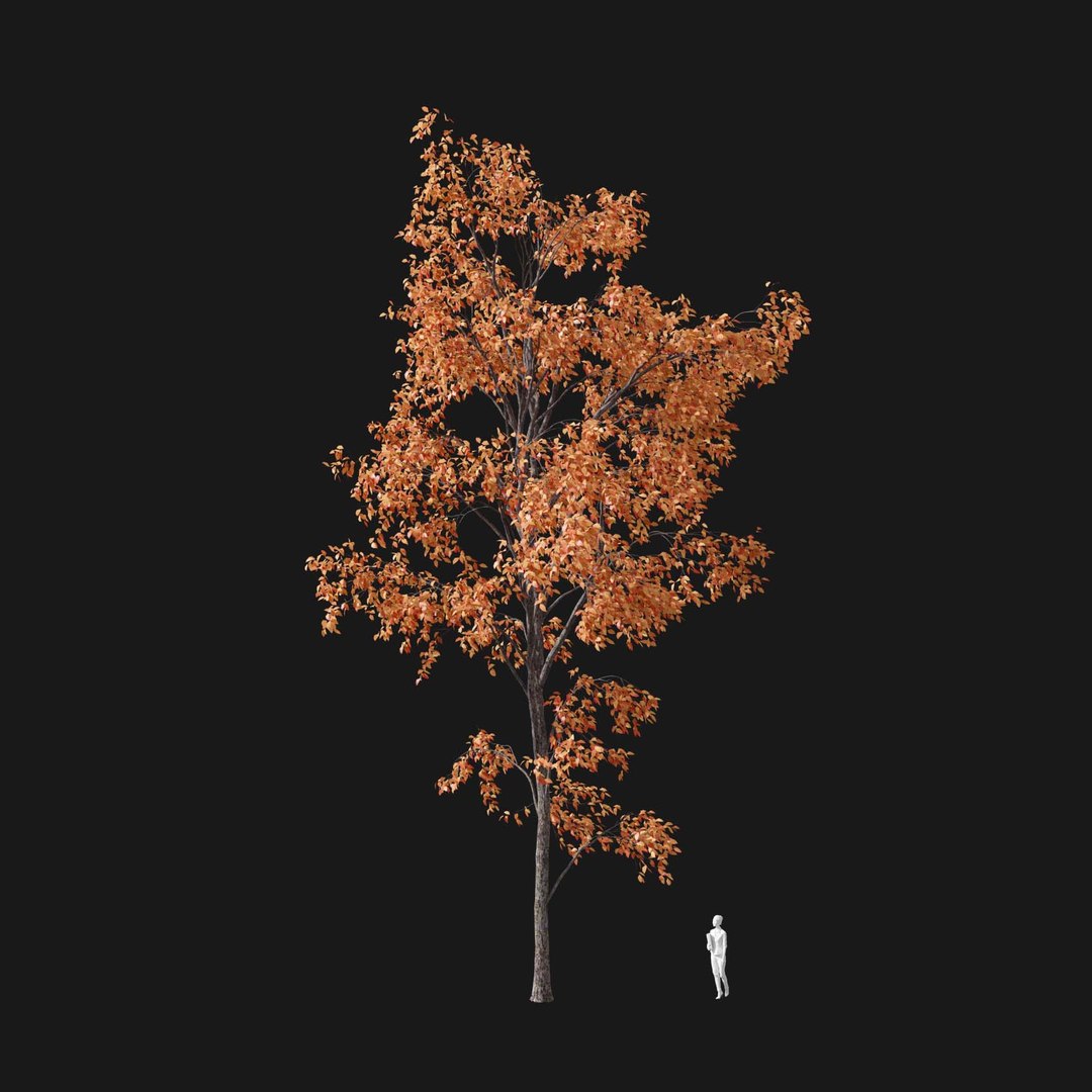3D model Real Trees I https://p.turbosquid.com/ts-thumb/Ij/Jk2K9a/WD/vpquercosalienav3/jpg/1684780985/1920x1080/fit_q87/7402bf5e4457635392600251b037d15628a2a7cb/vpquercosalienav3.jpg