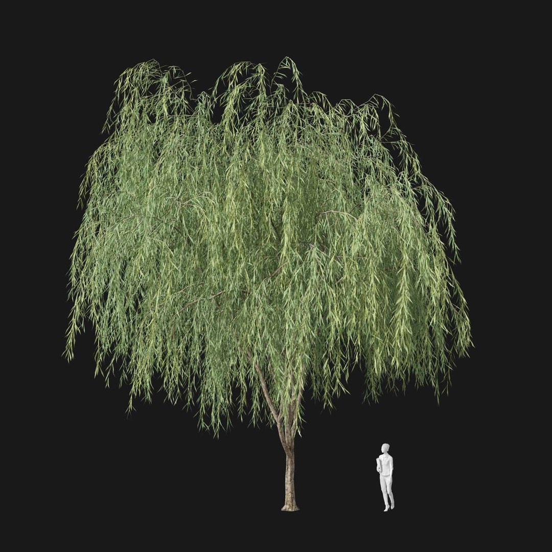 3D model Real Trees I https://p.turbosquid.com/ts-thumb/Ij/Jk2K9a/Wm/vpweepingwillowv1/jpg/1684780993/1920x1080/fit_q87/304c4aa081e541e5db4c9bbb8d6815c28a39e059/vpweepingwillowv1.jpg