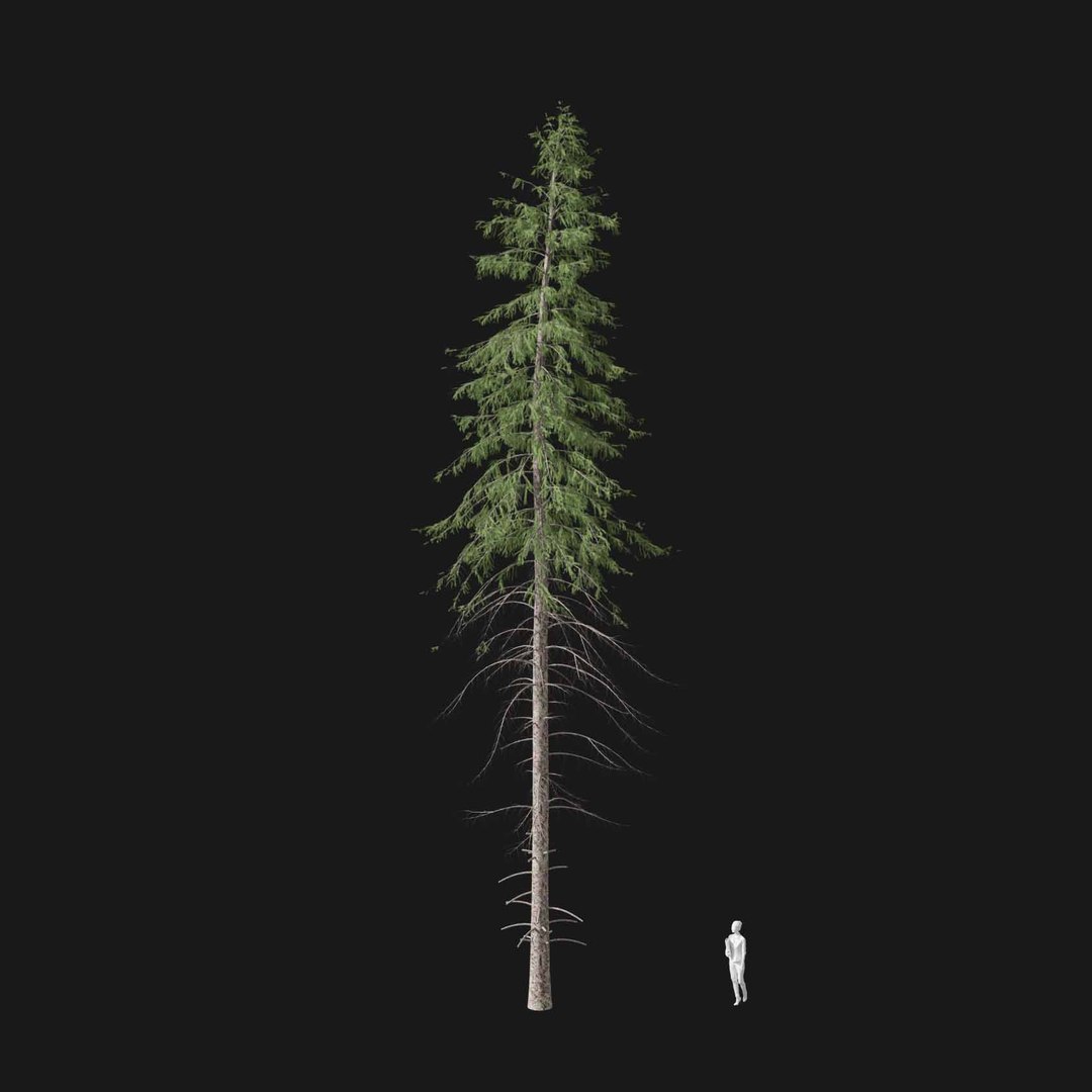 3D model Real Trees I https://p.turbosquid.com/ts-thumb/Ij/Jk2K9a/X4/vppiceaabiesv4/jpg/1684780970/1920x1080/fit_q87/14cf1632146088e3662295753154487b34bf3e99/vppiceaabiesv4.jpg