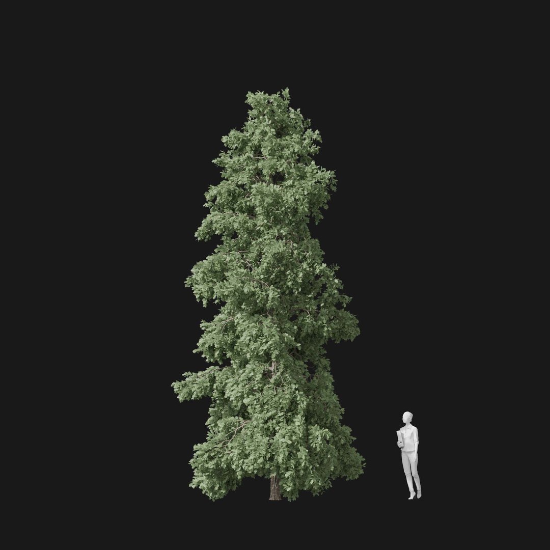 3D model Real Trees I https://p.turbosquid.com/ts-thumb/Ij/Jk2K9a/XC/vpquercusroburv4/jpg/1684780990/1920x1080/fit_q87/71e6b7bc47a2b82224cb39740eeef7986d767fb8/vpquercusroburv4.jpg