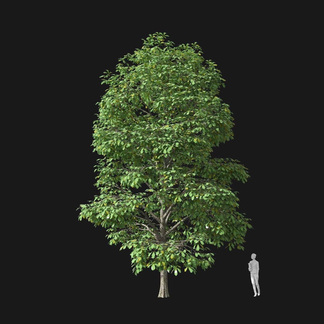 3D model Real Trees I https://p.turbosquid.com/ts-thumb/Ij/Jk2K9a/Xx/vpaesculushippocastanumv3/jpg/1684780941/1920x1080/fit_q87/bb19b44450f7d034f8ad6deb9e3ff063f0b9bb24/vpaesculushippocastanumv3.jpg
