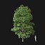 Real Trees I