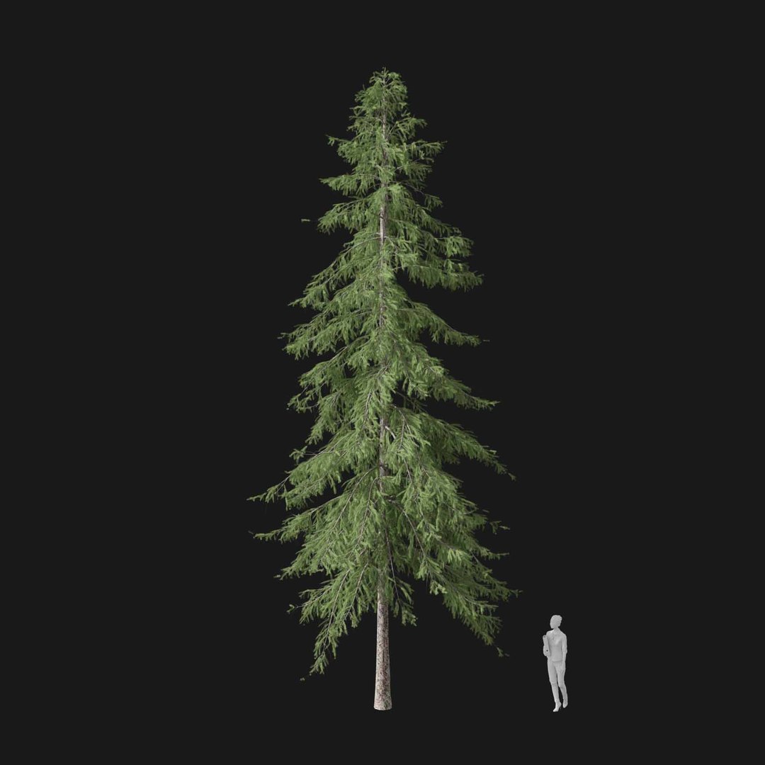 3D model Real Trees I https://p.turbosquid.com/ts-thumb/Ij/Jk2K9a/YI/vppiceaabiesv1/jpg/1684780967/1920x1080/fit_q87/485df6088246b23b9ae3742cfee07b8cae164171/vppiceaabiesv1.jpg