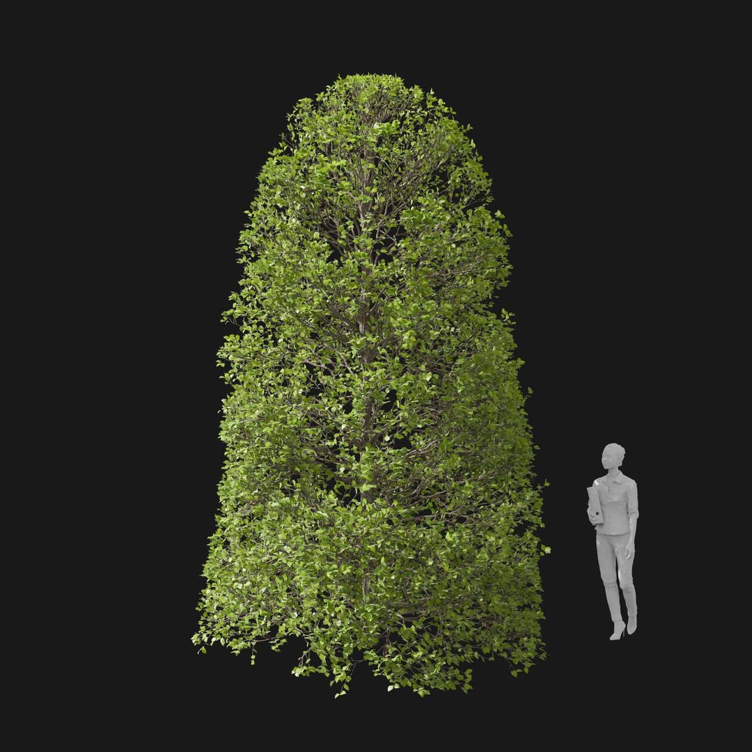 3D model Real Trees I https://p.turbosquid.com/ts-thumb/Ij/Jk2K9a/YQ/vphornbeamv4/jpg/1684780958/1920x1080/fit_q87/c6d6c43639217f489e8f31b5ed61d564faf15aad/vphornbeamv4.jpg