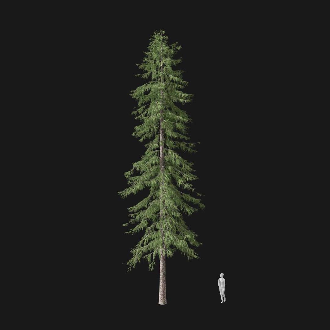 3D model Real Trees I https://p.turbosquid.com/ts-thumb/Ij/Jk2K9a/a6/vppiceaabiesv2/jpg/1684780968/1920x1080/fit_q87/85f931b8171ee7adf83293ed5d3c9bdee1a7b950/vppiceaabiesv2.jpg