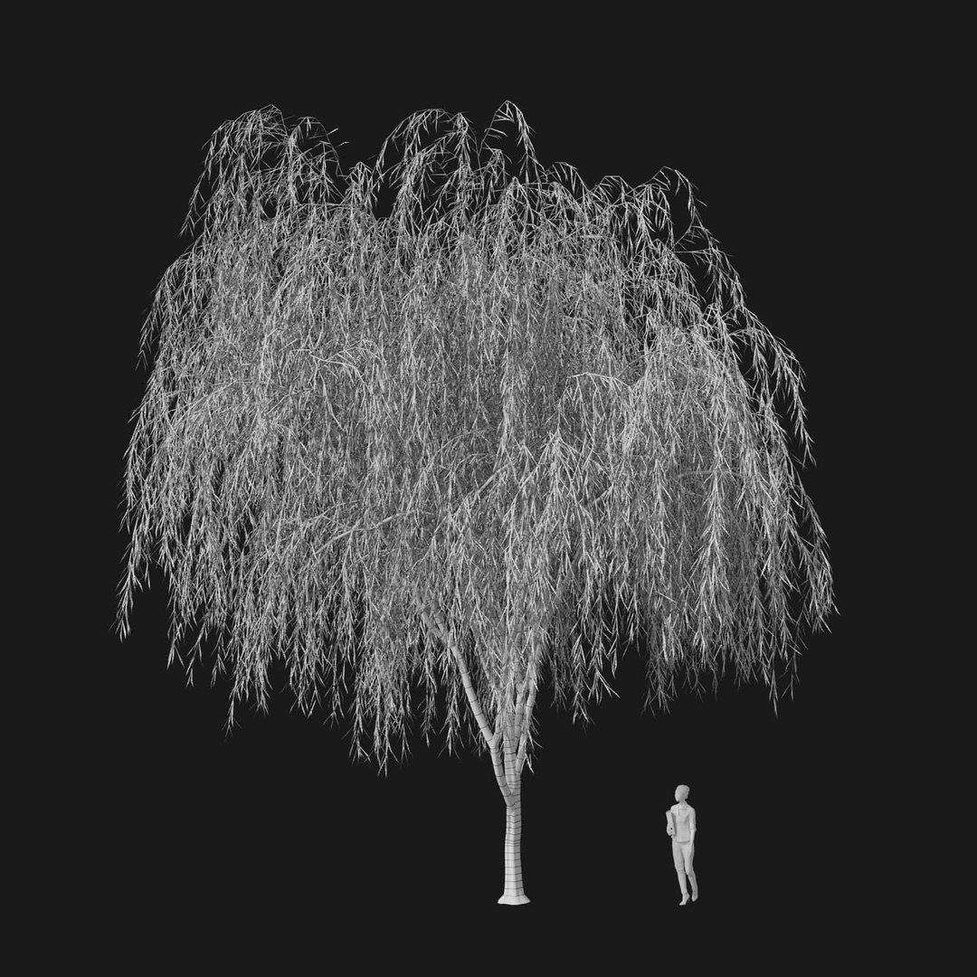 3D model Real Trees I https://p.turbosquid.com/ts-thumb/Ij/Jk2K9a/a6/vpweepingwillowv1wire/jpg/1684780993/1920x1080/fit_q87/062f3637a1e38b55fa7902923603e650ed56f8af/vpweepingwillowv1wire.jpg