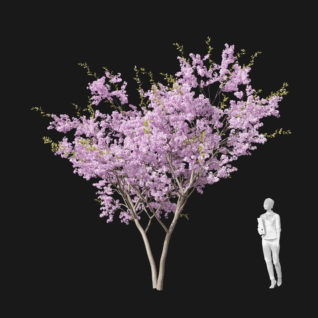3D model Real Trees I https://p.turbosquid.com/ts-thumb/Ij/Jk2K9a/aP/vpcherryblossomv2/jpg/1684780948/1920x1080/fit_q87/43d652c4452231630fd5735e42307c4da58bbe03/vpcherryblossomv2.jpg