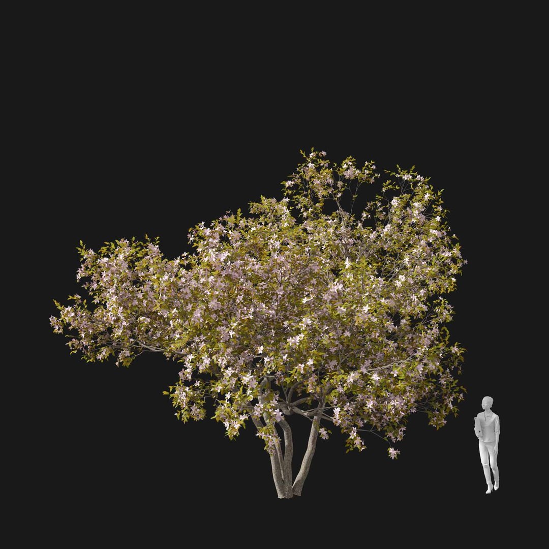 3D model Real Trees I https://p.turbosquid.com/ts-thumb/Ij/Jk2K9a/ah/vpmalusv4/jpg/1684780966/1920x1080/fit_q87/0b7cbedbf31d34a5aae80247106ccb61eba71fd6/vpmalusv4.jpg